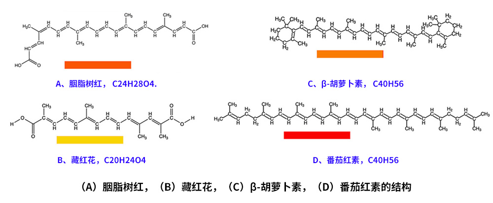 藏紅花、胭脂樹紅、β-胡蘿卜素、番茄紅素的化學結構